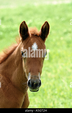 Gidran Horse Gidranpferd Foto Stock