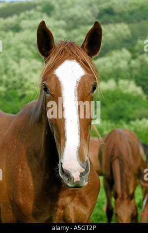 Gidran Horse Gidranpferd Foto Stock