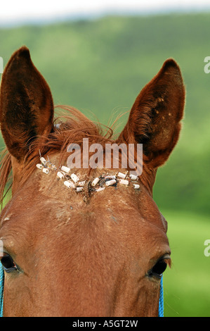 Gidran Horse Gidranpferd Foto Stock