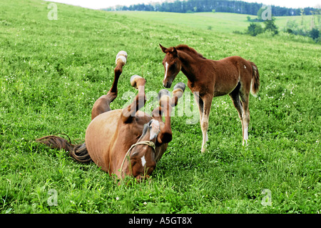 Gidran Horse Gidranpferd Foto Stock