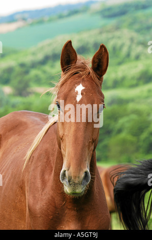 Gidran Horse Gidranpferd Foto Stock