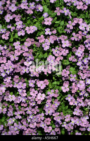 Fiori viola sugli hedge Foto Stock