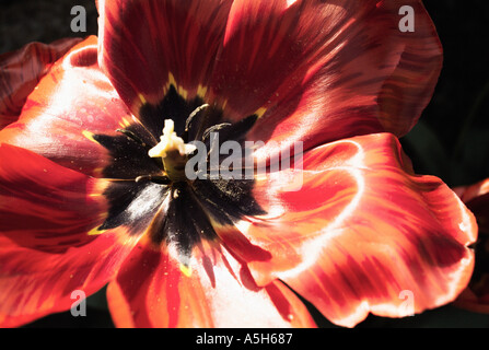 Red tulip Foto Stock