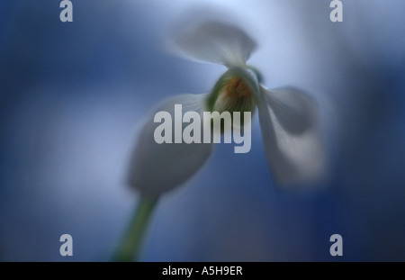 Snowdrop ( Galanthus nivalis ) snowdrops nella neve Foto Stock