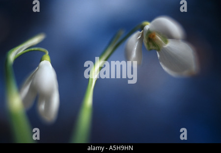Snowdrop ( Galanthus nivalis ) snowdrops nella neve Foto Stock