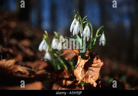Snowdrop Galanthus nivalis Foto Stock