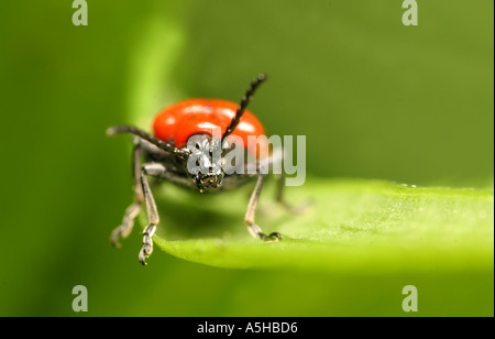 Scarlet Lily Beetle su un giglio Martagon Foto Stock