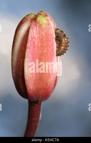 Ladybug pupa su un giglio Martagon bud Foto Stock