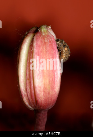 Ladybug pupa su un giglio Martagon bud Foto Stock