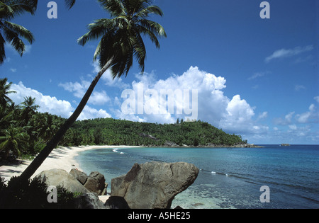 Coconut Grove a beach Isola di Mahe seychelles Foto Stock