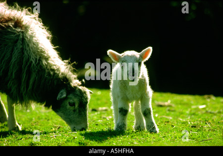 Agnello con madre ovini pecora Foto Stock