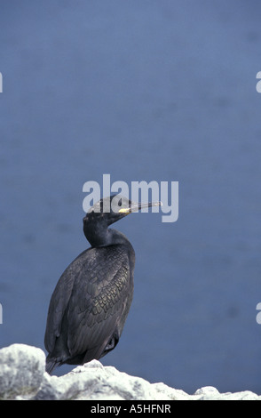 Un Shag Phalacrocorax aristotelis sull'esterno isole farne Northumbria Regno Unito Giugno 2000 Foto Stock