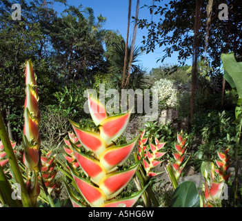 L'Andromeda Giardini in Barbados Foto Stock