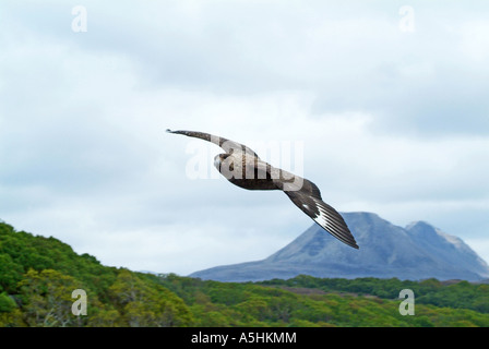 Grande Skua, off Gairloch, Wester Ross, Highlands scozzesi Foto Stock