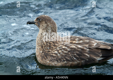 Grande Skua, off Gairloch, Wester Ross, Highlands scozzesi Foto Stock