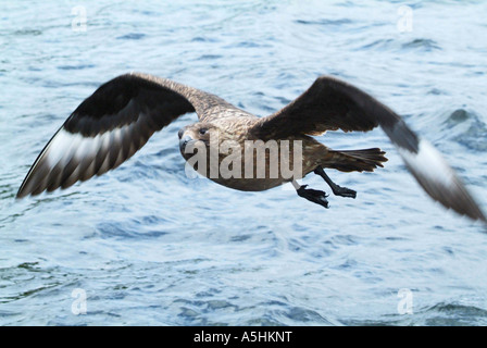 Grande Skua, off Gairloch, Wester Ross, Highlands scozzesi Foto Stock