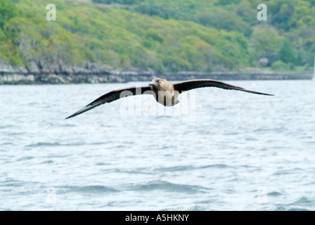 Grande Skua, off Gairloch, Wester Ross, Highlands scozzesi Foto Stock