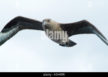 Grande Skua, in mare, off Gairloch, Wester Ross, Highlands scozzesi Foto Stock