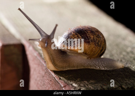 Giardino in comune va a passo di lumaca- Helix Aspersa di notte Foto Stock