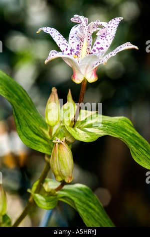 Primo piano di un rospo fiore di giglio Tricyrtis latifolia Foto Stock