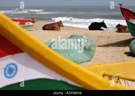 Le mucche in appoggio sulla spiaggia di Mamallapuram, Tamil Nadu, India meridionale, 2006. Foto Stock