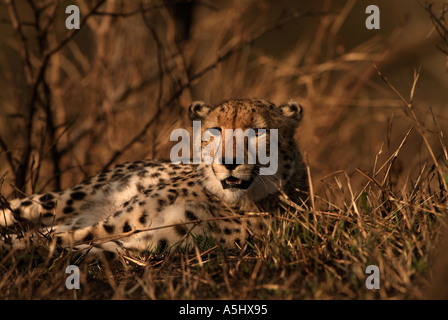 Ghepardo Acinonyx jubatus adulto riposo dopo un kill Hluhluwe Game Reserve in Sud Africa Foto Stock