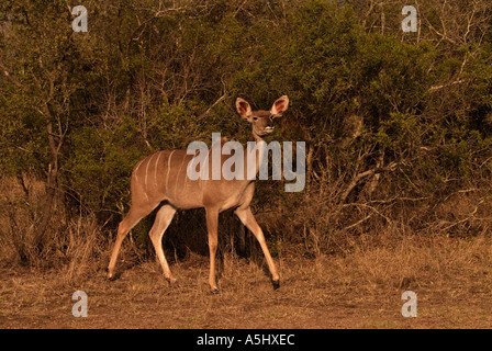 Kudu maggiore Tragelaphus strepsiceros fotografato in wild Parco Nazionale Kruger Sud Africa Foto Stock