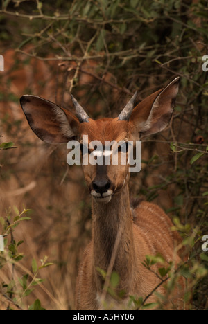 Nyala Tragelaphus angasi giovane maschio fotografato in wild Mkhuzi Game Reserve in Sud Africa Foto Stock