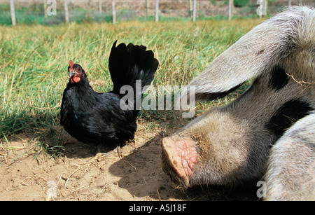 Gloucester Old Spot e Bantam Foto Stock