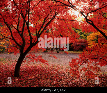 Aceri giapponesi in autunno Foto Stock