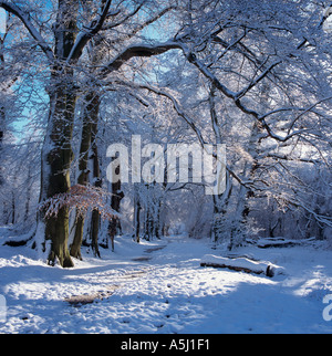 Inverno faggi Berkhamsted Herts comune REGNO UNITO Foto Stock