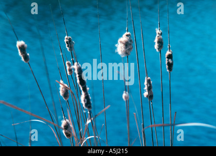 Cattails comuni, Typha latifolia dal bordo delle acque Foto Stock