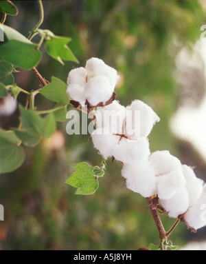 Il raccolto di cotone e fiori che crescono su albero di campi in India Foto Stock