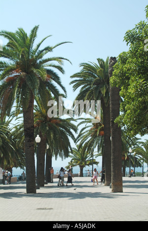 Tarragona popolare viale costeggiato da palme Foto Stock