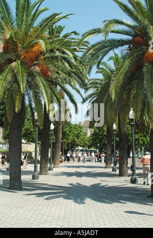 Tarragona popolare viale costeggiato da palme Foto Stock