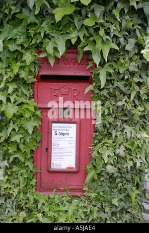 Vecchio postbox circondato da edera Foto Stock