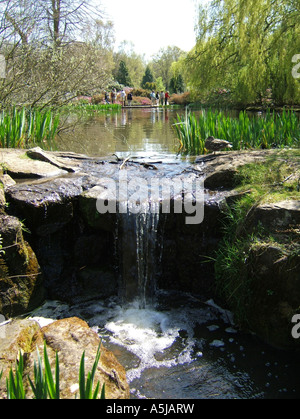 Lo stagno in Isabella Plantation, Richmond Park, Londra, Inghilterra, Regno Unito Foto Stock