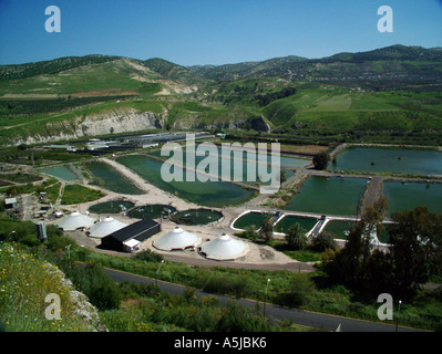 Hamat Gader è situato nella valle del Yarmuk sulla sponda orientale del Mare di Galilea th coccodrillo fattoria di allevamento Foto Stock