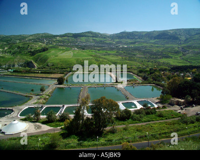 Hamat Gader è situato nella valle del Yarmuk sulla sponda orientale del Mare di Galilea il coccodrillo allevamento Foto Stock