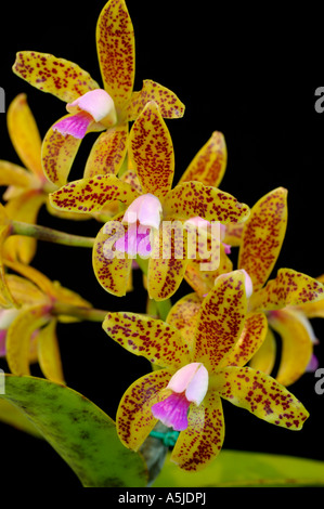 Orchid Cattleya Guttata Tigrina Foto Stock