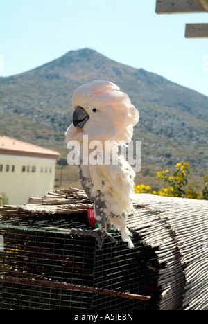 Un amichevole ombrello Cacatua mostra il suo distintivo crest all'aperto al sole in un centro di riabilitazione. Foto Stock