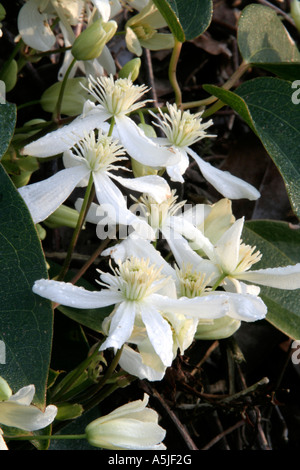 Clematis armandii Early Morning Light 2 Marzo Foto Stock