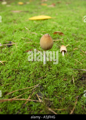 I funghi selvatici, coprinellus comatus, close-up, bassa angolazione Foto Stock
