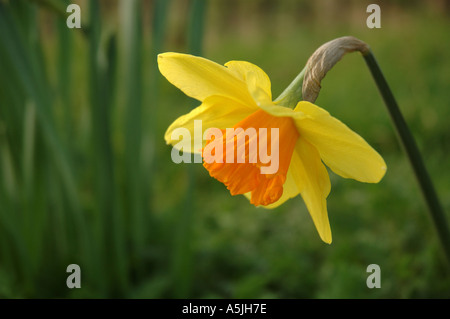 Unico daffodil con golden tromba, REGNO UNITO Foto Stock