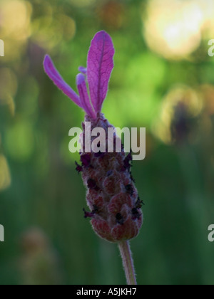 Lavendar Foto Stock