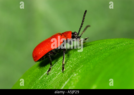 Il giglio rosso beetle Lilioceris lilii vicino ujp sulla foglia lilly potton bedfordshire Foto Stock