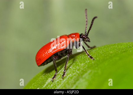 Il giglio rosso beetle Lilioceris lilii su lilly foglie con fuori fuoco sfondo potton bedfordshire Foto Stock