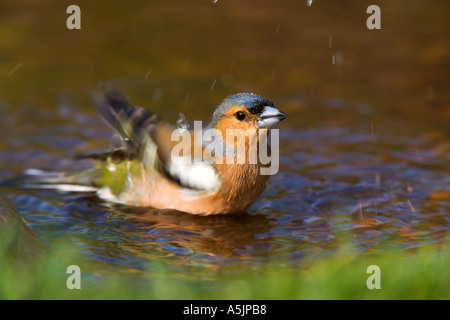 Fringuello Fringilla coelebs nel laghetto in giardino la balneazione potton bedfordshire Foto Stock