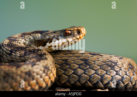 Il sommatore Vipera berus colpo di testa che mostra i dettagli degli occhi contro fuori fuoco sfondo leicestershire Foto Stock