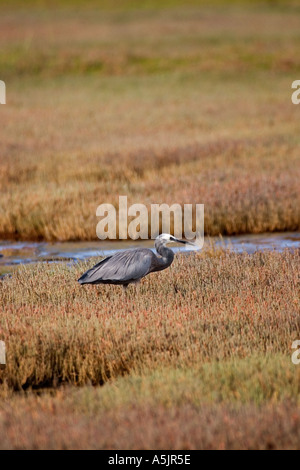 Di fronte bianco heron Penisola di Otago Nuova Zelanda Foto Stock